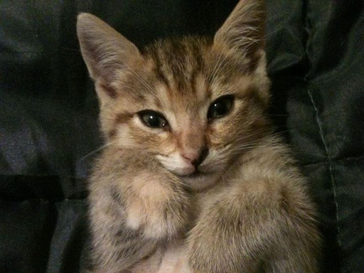 adopter un chaton
