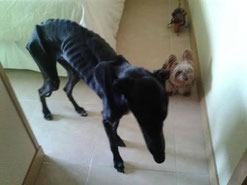 Galgos Pyrénées, adopter un chien ou un chat à Pau et ses environs. 