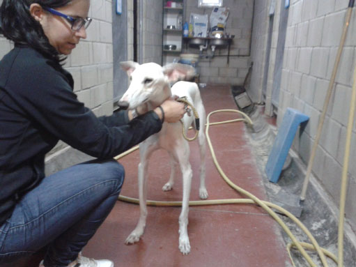 Galgos Pyrénées, adopter un chien ou un chat à Pau et ses environs. 