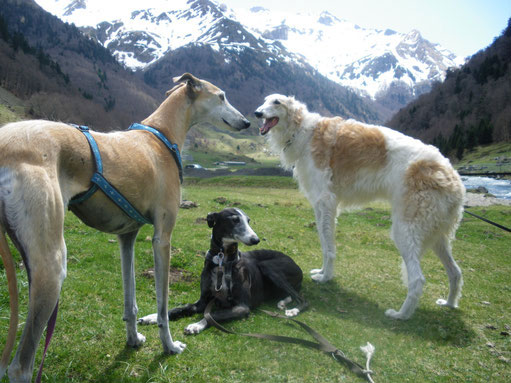 Galgos Pyrénées, adopter un chien ou un chat à Pau et ses environs. 