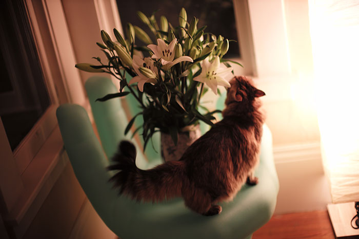 Brume et un bouquet de lys  - by Laurel Duermael 