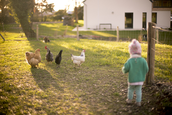 Poules de Maliki et Becky !