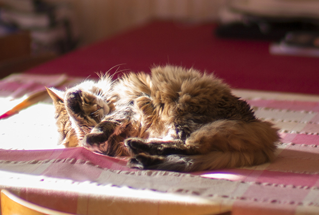 Brume fait une petite pause sieste et toilettage sur la table...